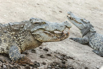 wildlife crocodiles
