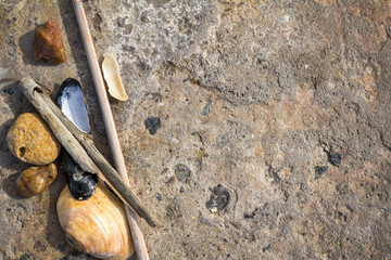 Shells with stone as background
