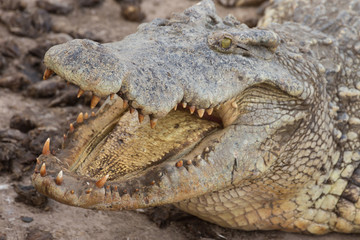 wildlife crocodile