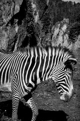 Fototapeta na wymiar Grevy's Zebra, samburu national park, Kenya