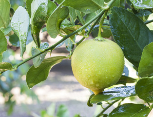 lemon hanging on lemons tree