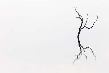 Reflection of  a leafless tree in the water, abstract photo