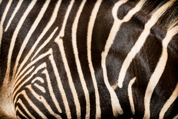Fototapeta na wymiar Natural texture of the skin of an African zebra.