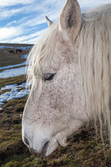Profilo di un cavallo bianco