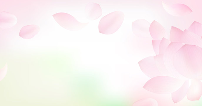 Fototapeta White background with pink peta l of lotus