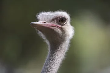 Deurstickers Struisvogel Close-up portret van een struisvogel