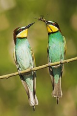 Pair of birds