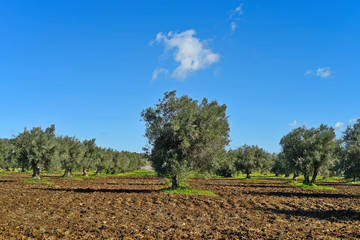 Fototapeta na wymiar Olive trees in the countryside of Ragusa in Sicily 
