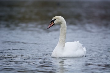 Swan on the water