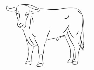 silhouette bull, vector illustration