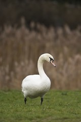 Swan on the grass