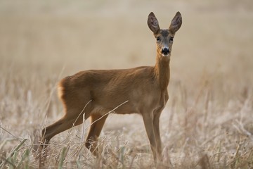 European roe deer