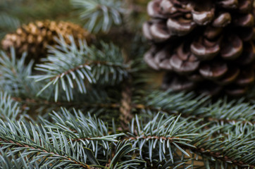 fir twigs and conifer cones backgrounds