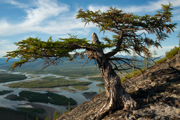 Broken larch on a hillside above the river. Indigirka River. Yakutia. Russia.