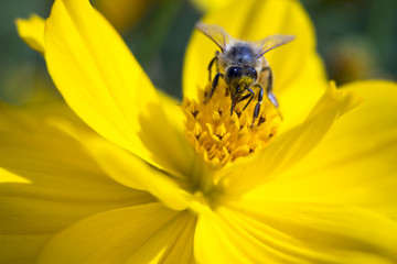 Bee and flower3