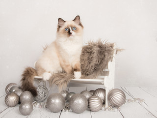 Cute ragdoll kitten cat sitting on a white chair with silver christmas ornaments as a chrismas card