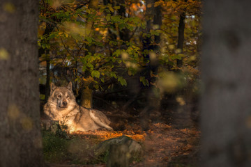 Single wolf lying in the sun in an autumn fairy tale forest
