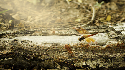 Dragonfly photograph taken in sunset.