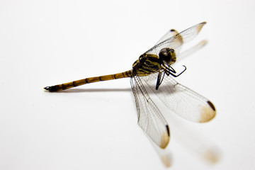 Afterlife of a dragonfly.