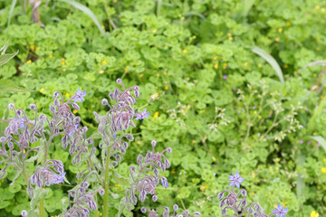 flower of borago