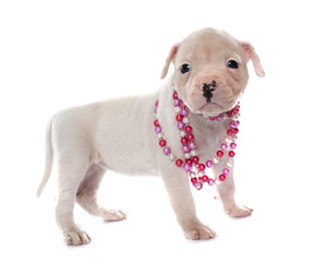 Obraz premium puppy american bulldog