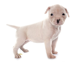 Obraz premium puppy american bulldog urinating