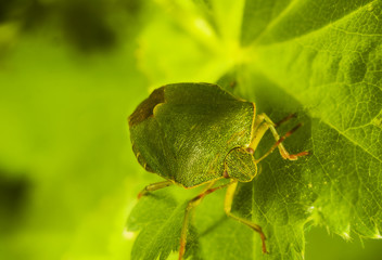 green bug Palomena prasina on the leaf