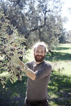 Handsome young Italian man picking fresh olives from a tree in the orchard outdoors on a sunny day