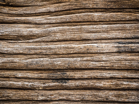 Texture of bark wood natural background