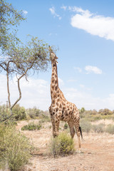 Giraffe with tongue visible
