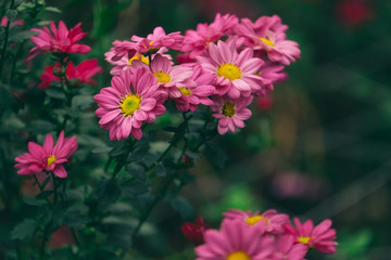 Beauty Daisies flower in garden 