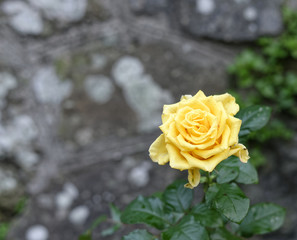 yellow rose