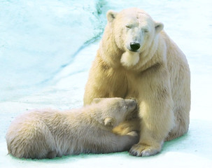 Obraz na płótnie Canvas She-bear with a bear cub