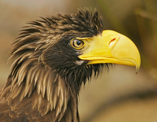 Steller´s sea-eagle (Haliaeetus pelagicus)