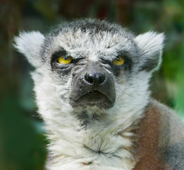 Angry Ring-Tailed Lemur