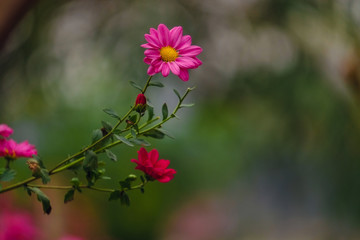 Beauty Daisies flower in garden 