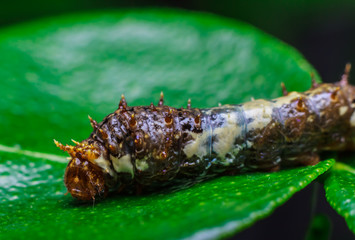 Macro close up Caterpillars,eating the leaves.