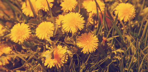 springtime yellow dandelions growing