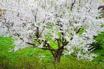 Fototapeta na wymiar Beautiful blooming of spring tree