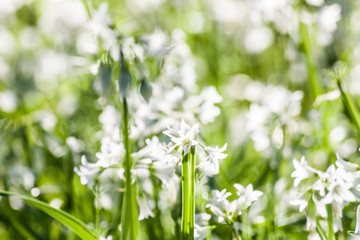 Masses of wild garlic flowers: urban wildflowers, 
