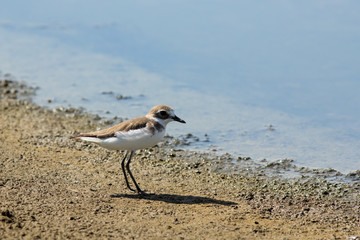 The Lesser Sand Plover