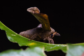 Gunda moth on green leaf