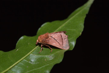 Brown moth on green leaf