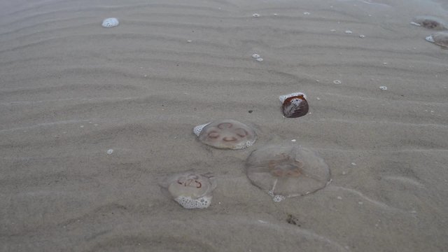 Insel Usedom Seebad Bansin Strandgut