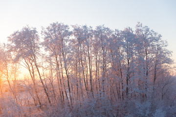 pink sunrise in the winter forest - 98690346