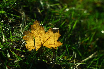 Yellow leaf lies in grass and is backlit by sunlight