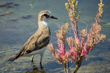 The Lesser Sand Plover
