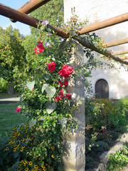 rote Kletterrosen im Burggarten