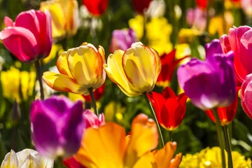 Crédence de cuisine en verre imprimé Tulipe Tulip field in spring, Lower Saxony, Germany, Europe