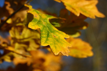 Fototapeta na wymiar Leaf from oak tree